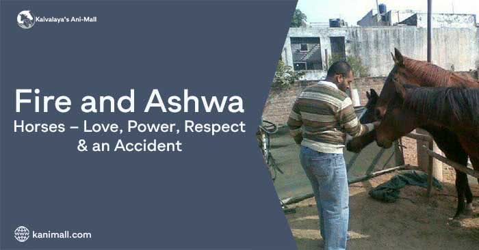 Fire and Ashwa; Horses - Love, Power, Respect and the Accident