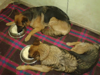German Shepherd Dogs Diet