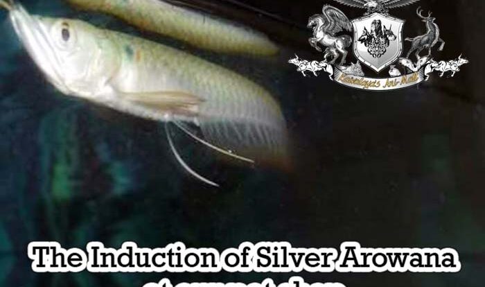 The Induction of Silver Arowana at our pet shop in Jaipur