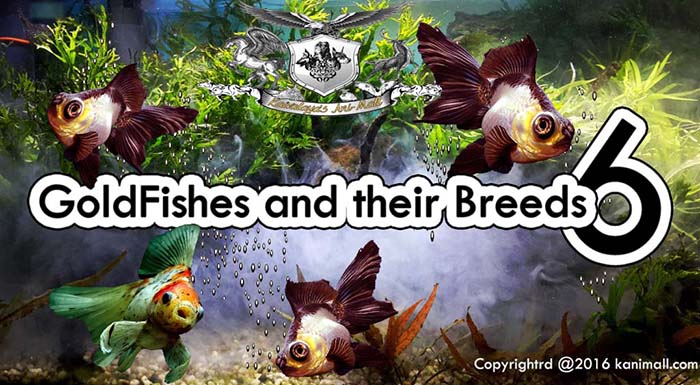 GoldFish and their breeds 6