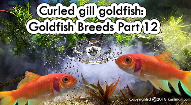 Curled Gill Goldfish Goldfish breeds Part 12