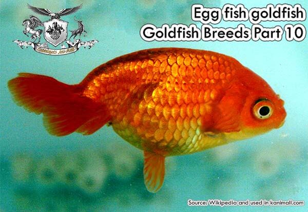Egg fish goldfish Goldfish Breeds Part 10