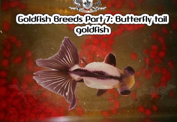 Goldfish Breeds Part 7: Butterfly tail goldfish