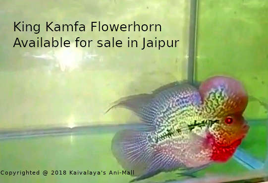 King Kamfa Flowerhorn available for sale in Jaipur