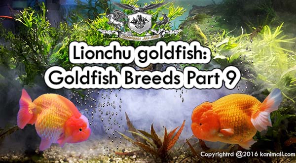 Lionchu goldfish Goldfish Breeds Part 9