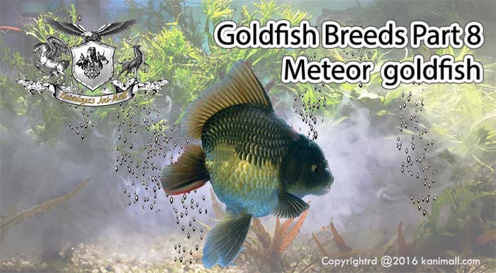 Meteor goldfish: Goldfish Breeds Part 8