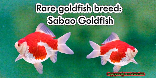 Rare goldfish breeds: Sabao Goldfish