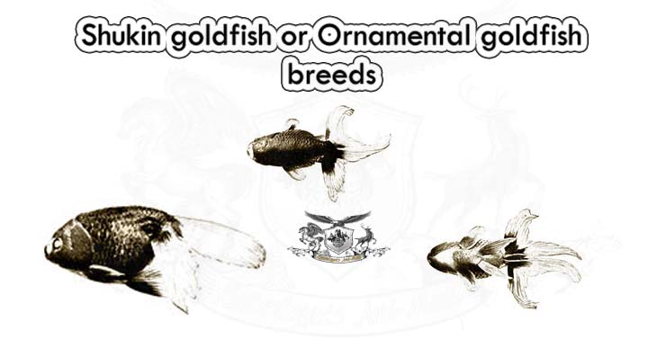 Shukin goldfish or Ornamental goldfish breeds