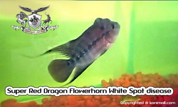 Super Red Dragon Flowerhorn White Spot disease