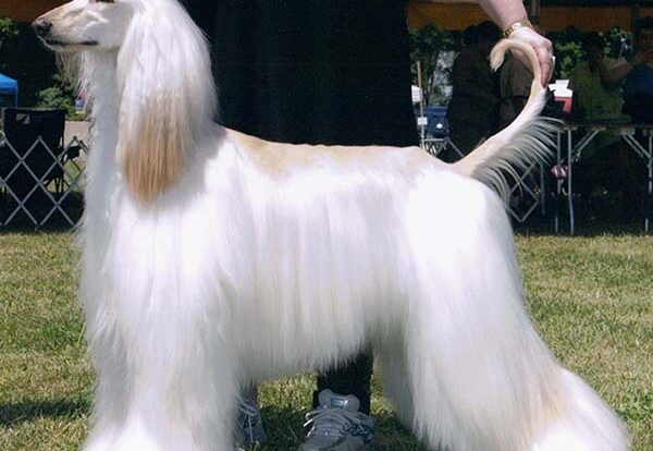 An introduction to the Afghan hound