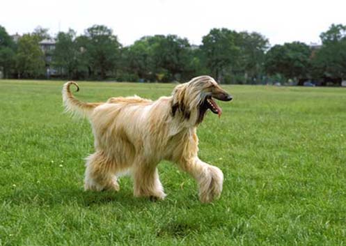 Answering the needs of Afghan hound