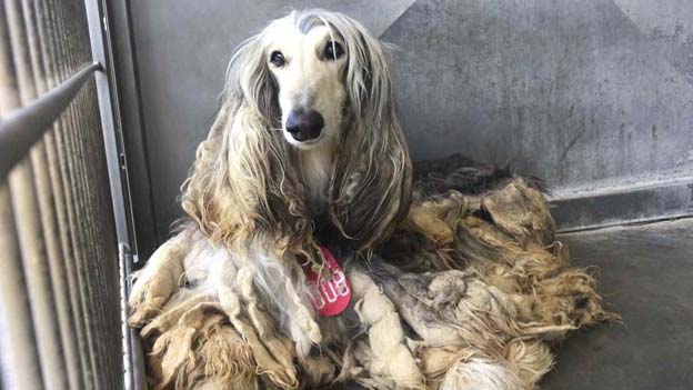 Expenses of rearing an Afghan hound