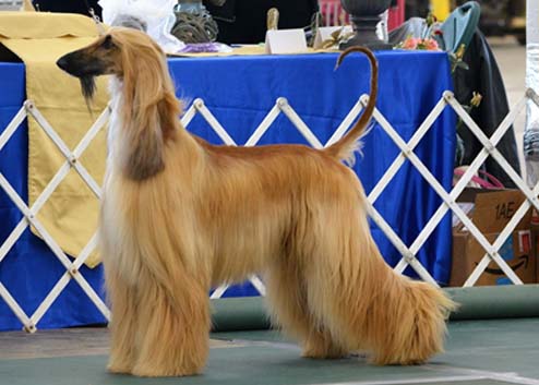 Modern dog breed standards of the Afghan hound