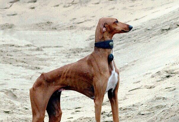 Azawakh Dog Breed; Developmental History