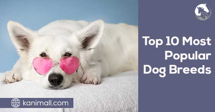 Top 10 Most Popular Dog Breeds in the World