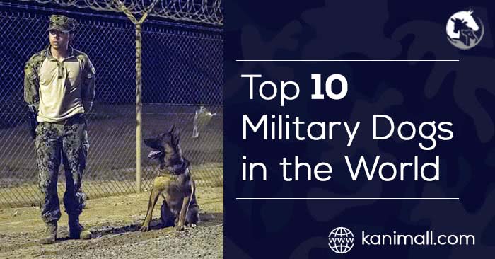 Top 10 Military Dogs in the World, War Dogs, Police Dogs