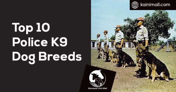 Top 10 Police K9 Dog Breeds