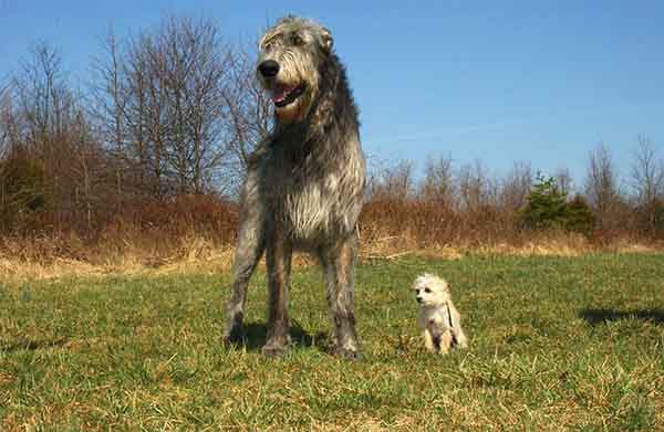 Irish Wolfhound Dog Breed, Height, Size, Puppies, Price in India