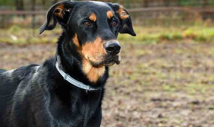 Beauceron Dog Breed: Origin,Temperament, and Health Issues