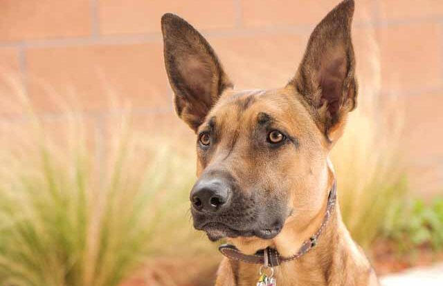 Belgian Malinois Dog : Temprament Training and Nutrition