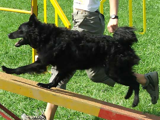 Croatian Sheepdog : Temperament, training, grooming, health