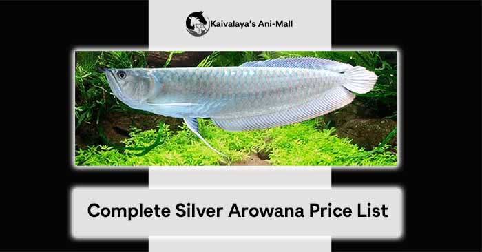 Complete Silver Arowana Price List