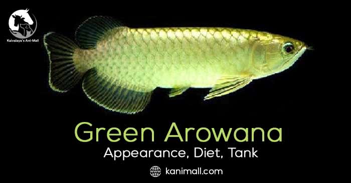 Green Arowana Appearance, Diet, Tank