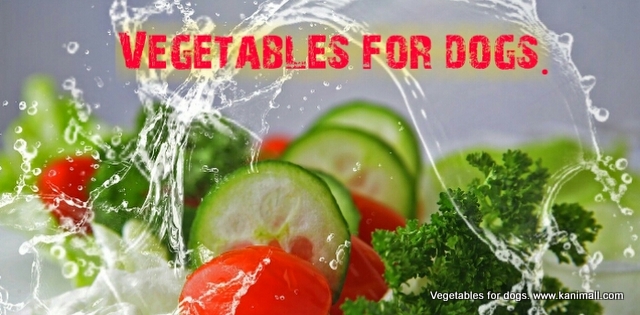 Vegetables safe for dogs.
