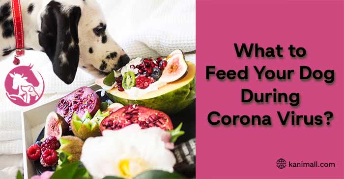 What to Feed Your Dog During Corona Virus Lock Down