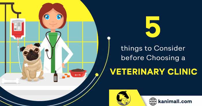 5 Things to Consider Before Choosing a Veterinary Clinic