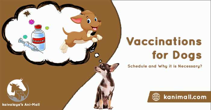 Vaccinations for Dogs : Schedule and Why it is Necessary?