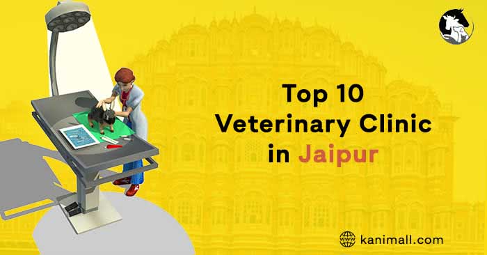 Top 10 Veterinary Clinic in Jaipur