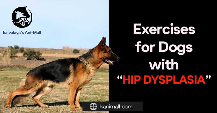 Exercises for dogs with Hip Dysplasia