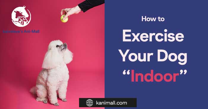 How to Exercise Your Dog Indoor : 5 interesting ways
