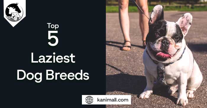 Top 5 Laziest Dog Breeds