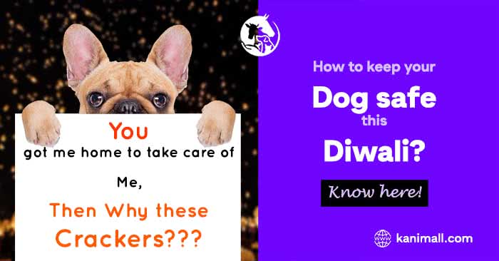 How to keep your dog safe this Diwali; Important Tips