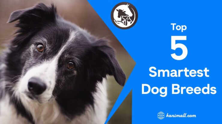 Top 5 smartest dog breeds