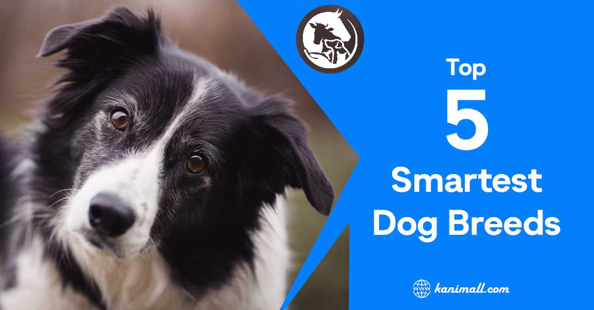 Top 5 smartest dog breeds