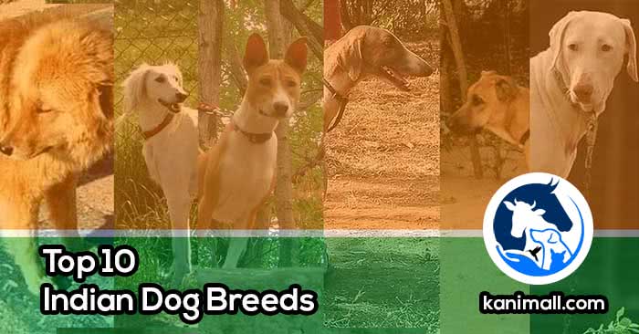 Top 10 Indian Dog Breeds