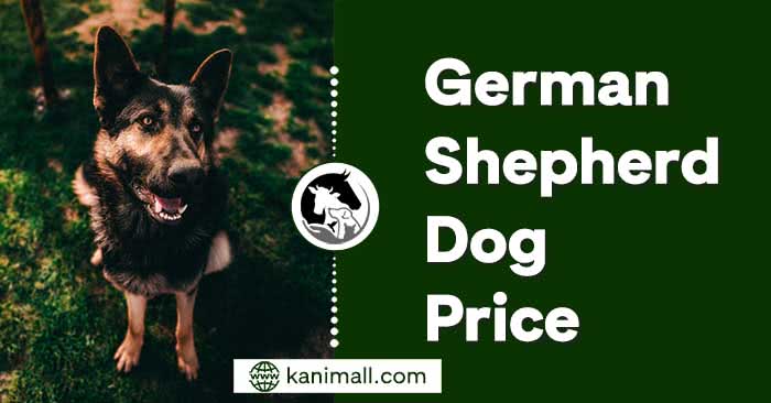 German Shepherd Dog Price