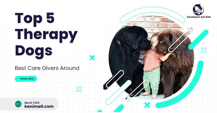 Top 5 Therapy Dogs