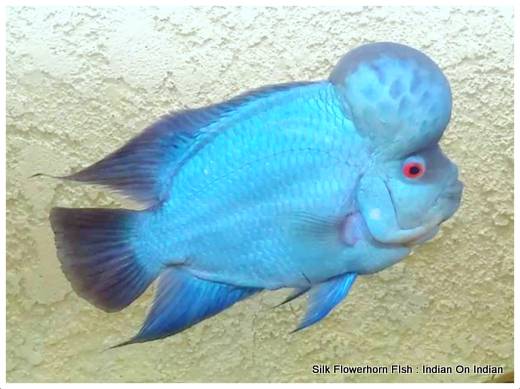 Silk Flowerhorn Fish