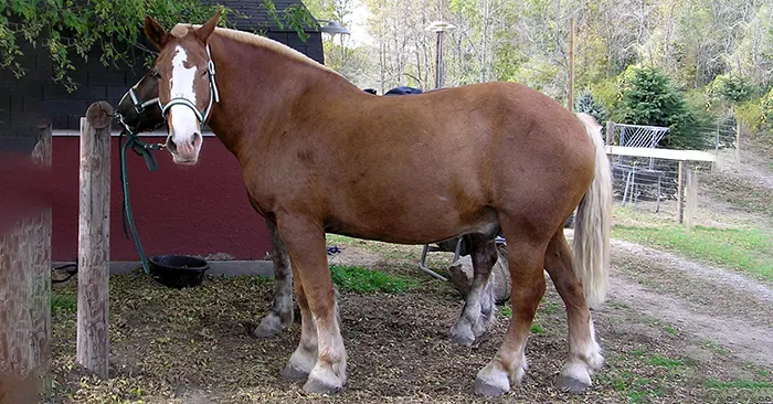 An In-depth Look at the Belgian Draft Horse Breed