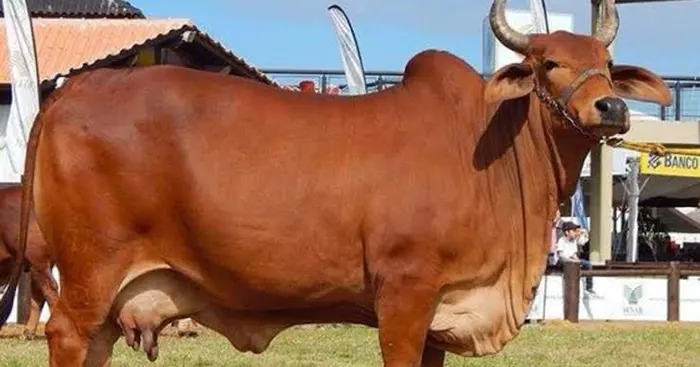 The Lal Sindhi Cow Breed
