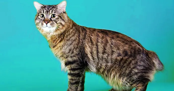 The American Bobtail Cat Breed