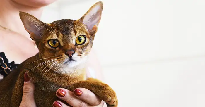 The Abyssinian Cat Breed: An In-Depth Guide