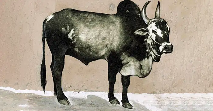 Alambadi : Tamil Nadu's Resilient Cow Breed