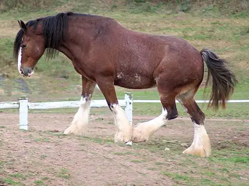 Clydesdale Horse Breed