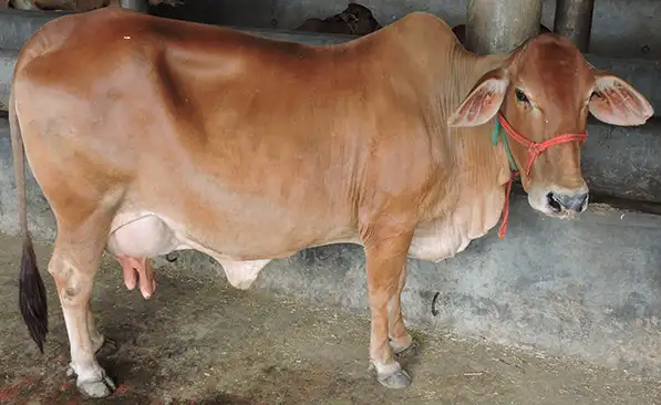 Sahiwal Cow Breed