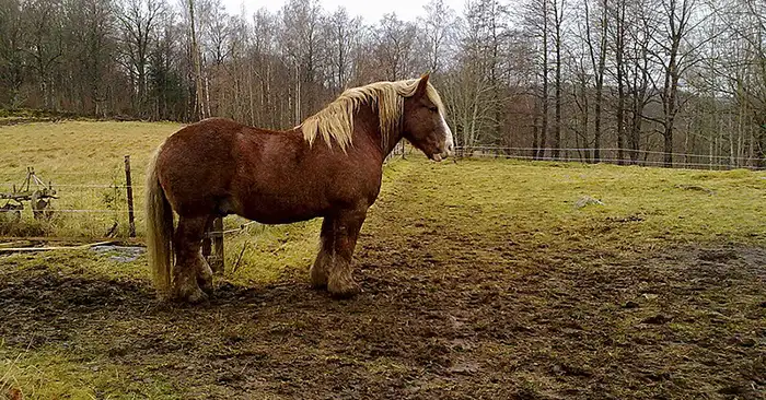 Ardennais Horse Breed : An In-depth Look